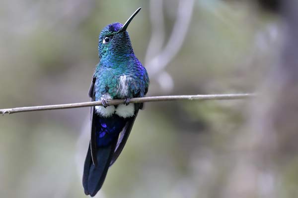 Picaflor Frente Azul