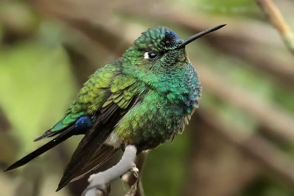 Picaflor Frente Azul