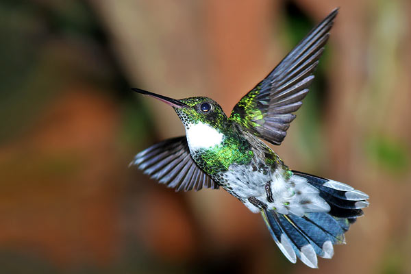 Picaflor Garganta Blanca