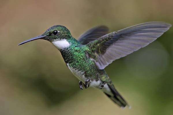 Picaflor Garganta Blanca