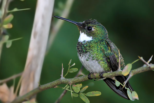 Picaflor Garganta Blanca