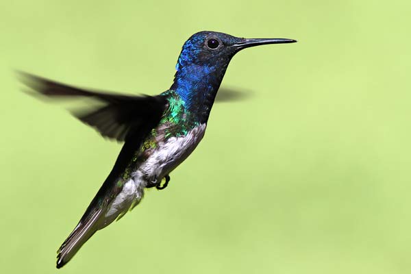 Colibrí Nuca Blanca