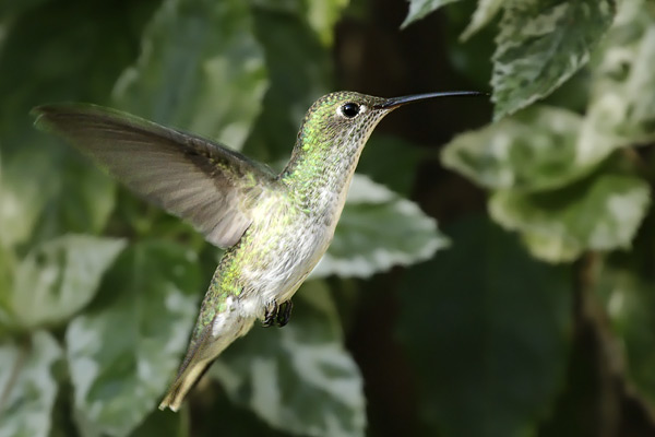 Picaflor Vientre Blanco