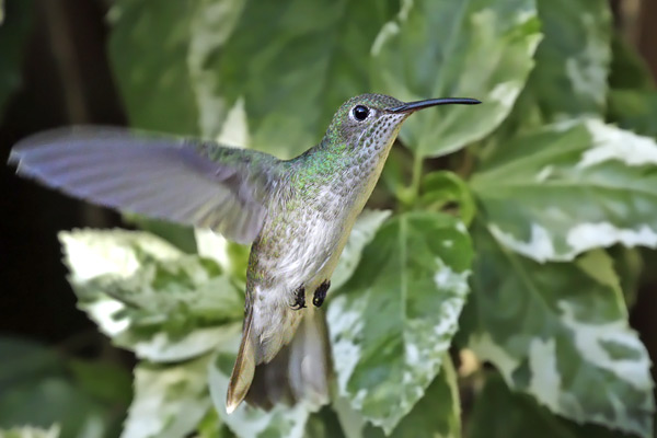 Picaflor Vientre Blanco