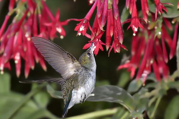 Picaflor Vientre Blanco