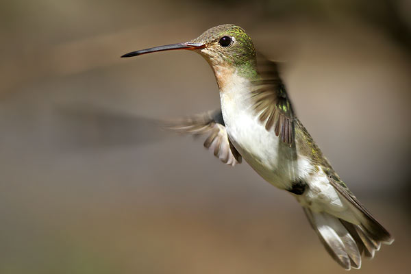 Picaflor Vientre Blanco