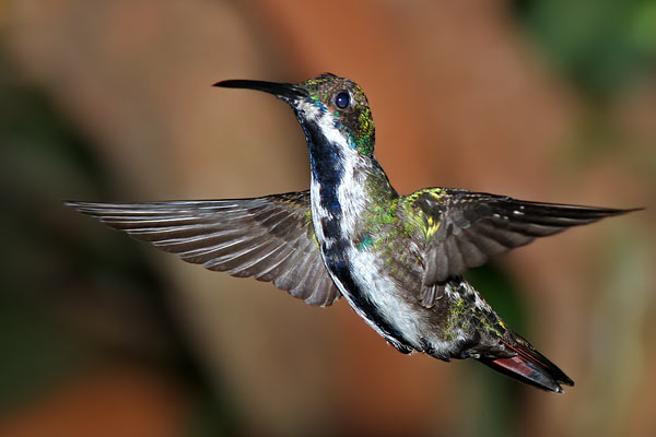 Picaflor Vientre Negro