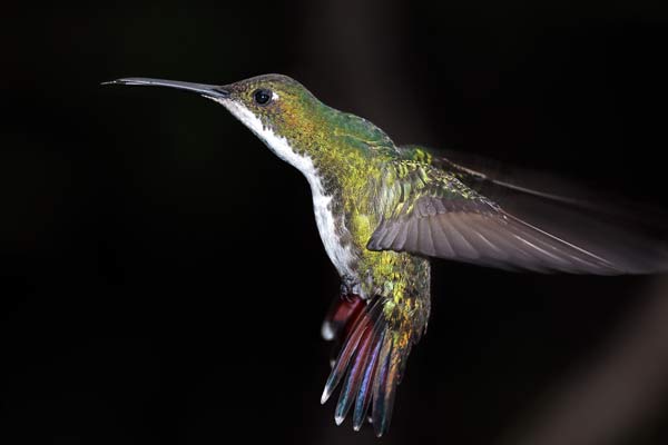 Picaflor Vientre Negro