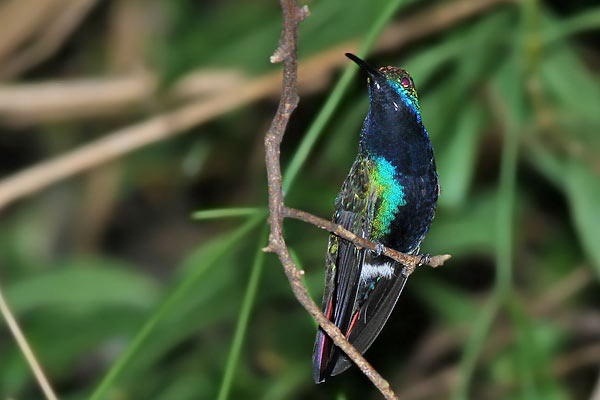 Picaflor Vientre Negro