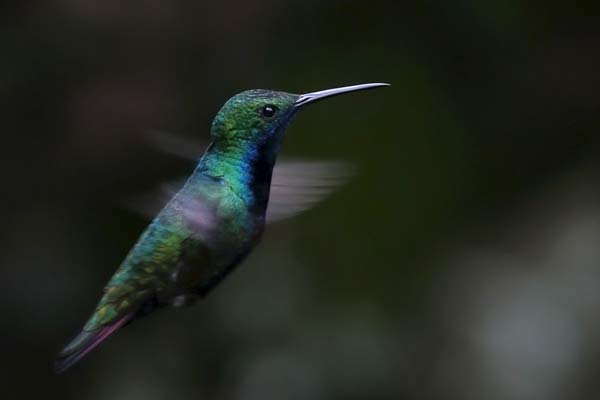 Picaflor Vientre Negro