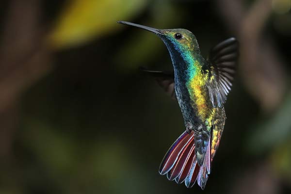 Picaflor Vientre Negro