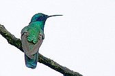 Colibrí Grande