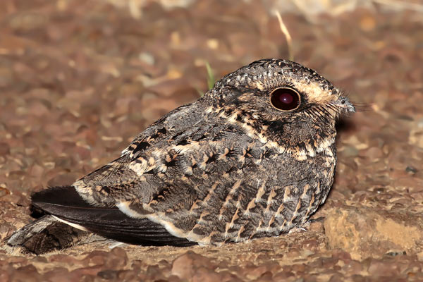 Atajacaminos Ala Negra