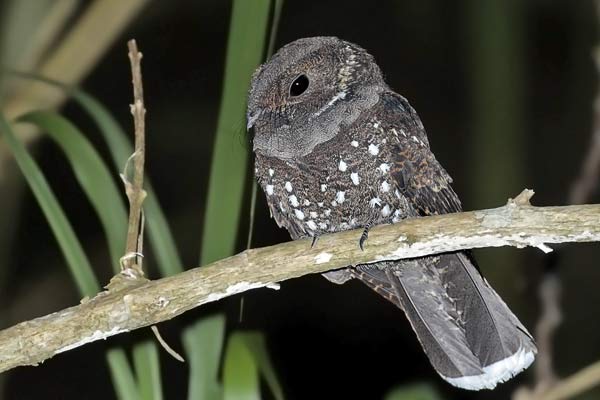 Atajacaminos Ocelado