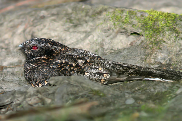 Atajacaminos Ñañarca