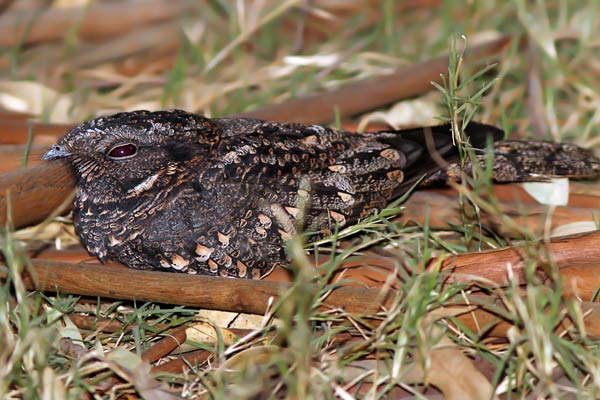 Atajacaminos Ñañarca