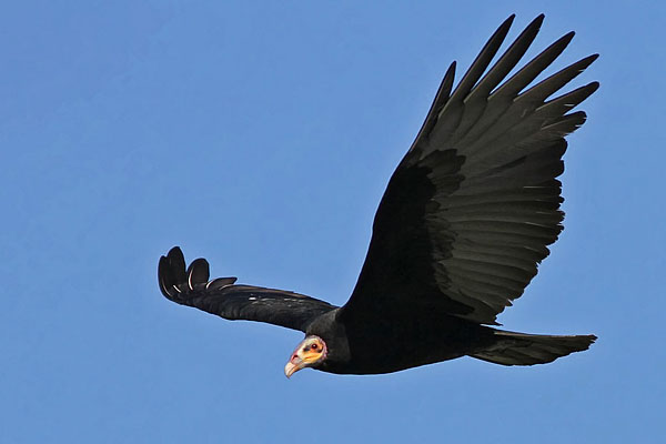 Jote Cabeza Amarilla