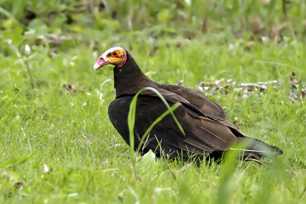 Jote Cabeza Amarilla