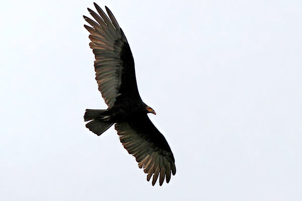 Jote Cabeza Amarilla