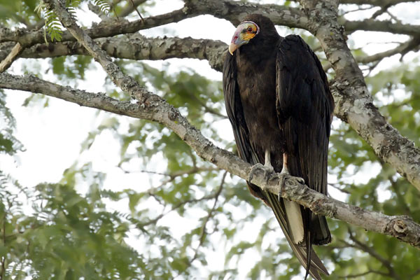 Jote Cabeza Amarilla
