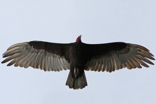 Jote Cabeza Colorada