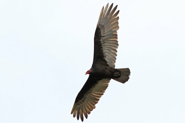 Jote Cabeza Colorada