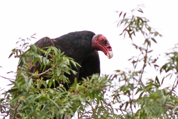 Jote Cabeza Colorada