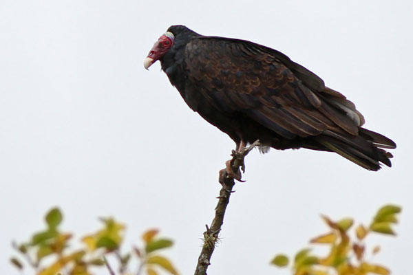 Jote Cabeza Colorada
