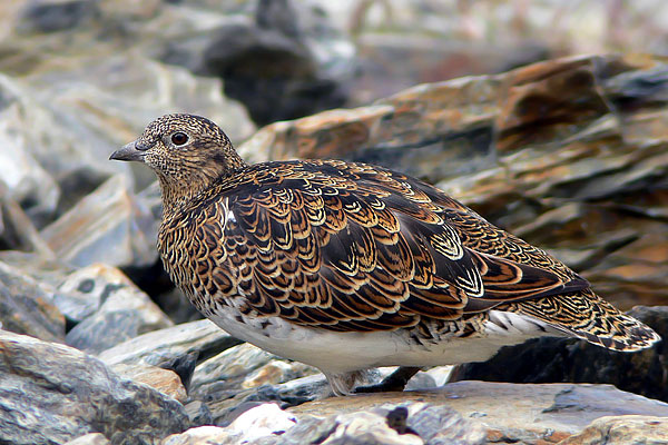 Agachona Patagónica
