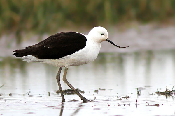 Avoceta Andina