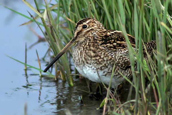 Becasina Patagónica