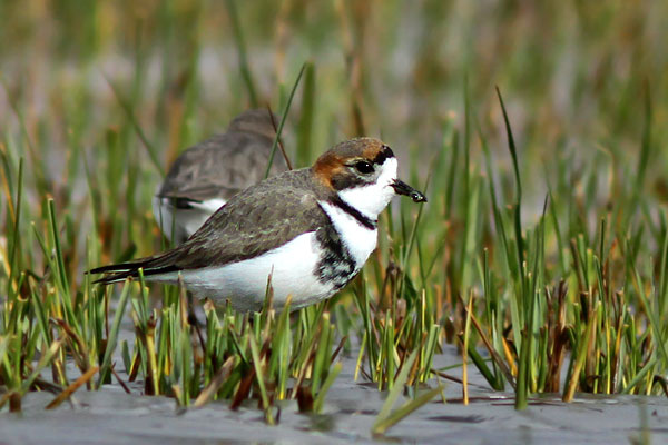 Chorlito Doble Collar