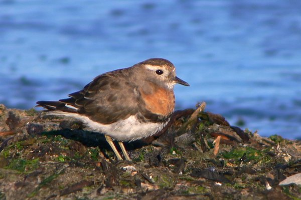 Chorlito Pecho Canela
