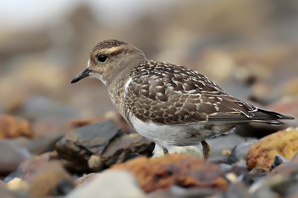 Chorlito Pecho Canela