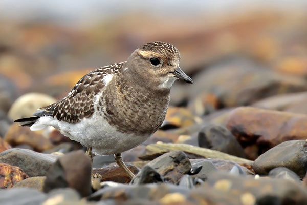 Chorlito Pecho Canela
