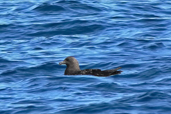 Salteador Subantártico