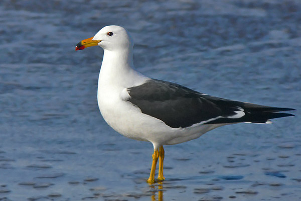 Gaviota Cangrejera