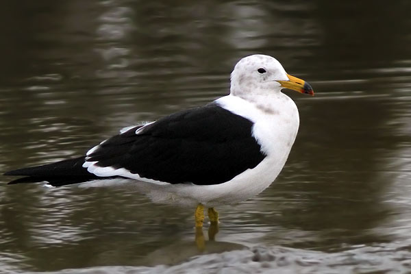 Gaviota Cangrejera