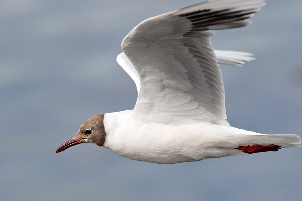 Gaviota Capucho Café