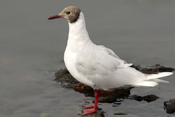 Gaviota Capucho Café