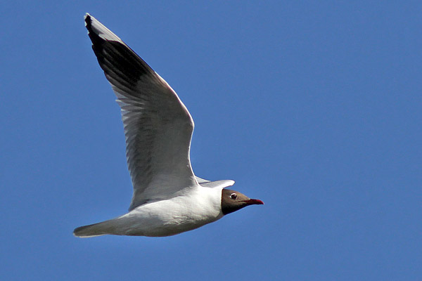 Gaviota Capucho Café