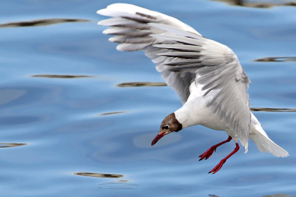 Gaviota Capucho Café