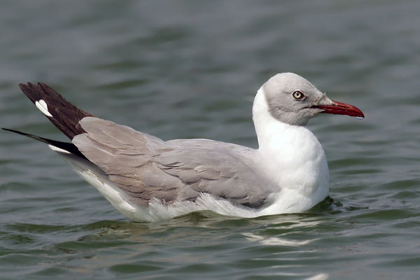 Gaviota Capucho Gris