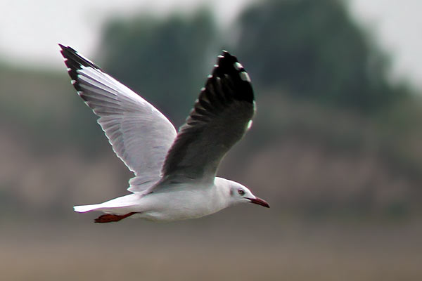 Gaviota Capucho Gris