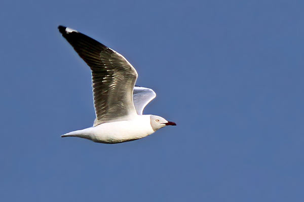 Gaviota Capucho Gris