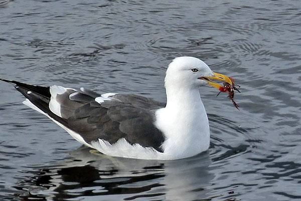Gaviota Cocinera