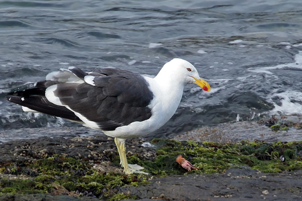 Gaviota Cocinera