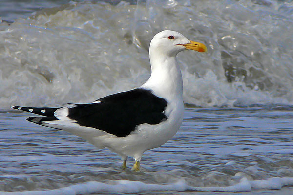 Gaviota Cocinera