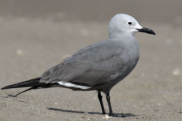 Gaviota Garuma