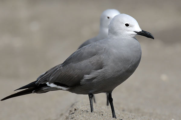 Gaviota Garuma